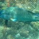 64- Napoleon piege dans un parc a poissons 